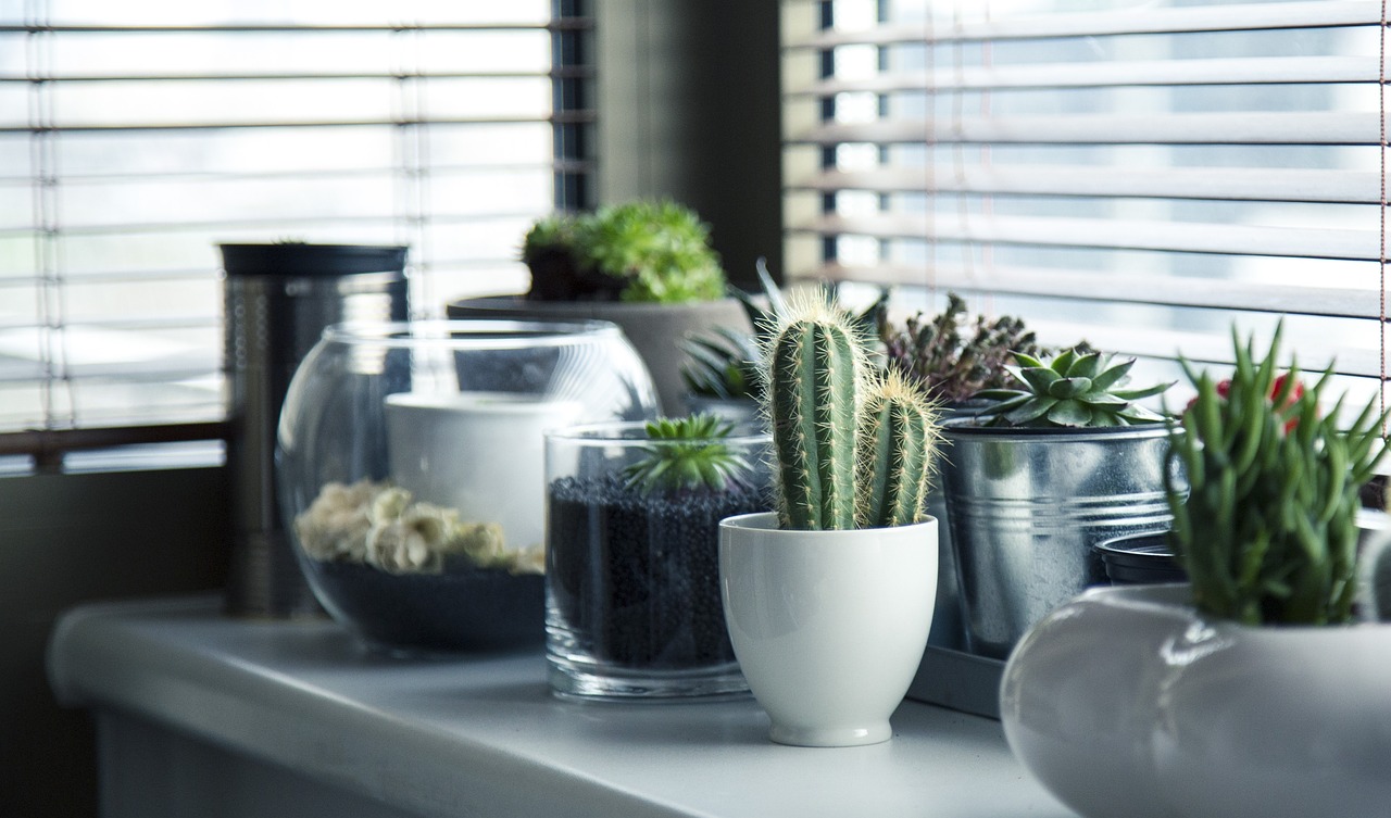 Indoor Plants: Enhancing Your Living Space Safely